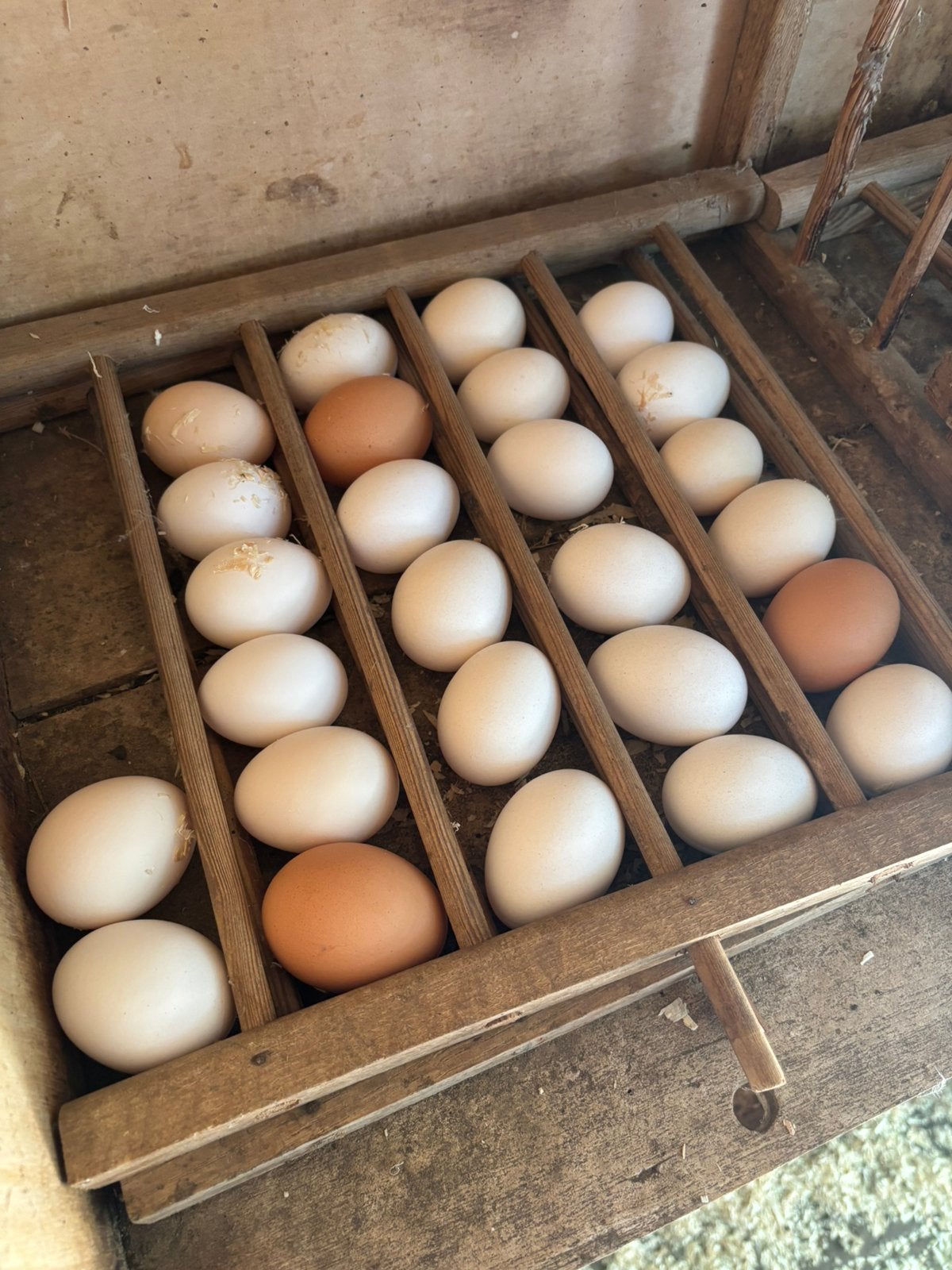 Broedeieren te koop !, Dieren en Toebehoren, Ophalen