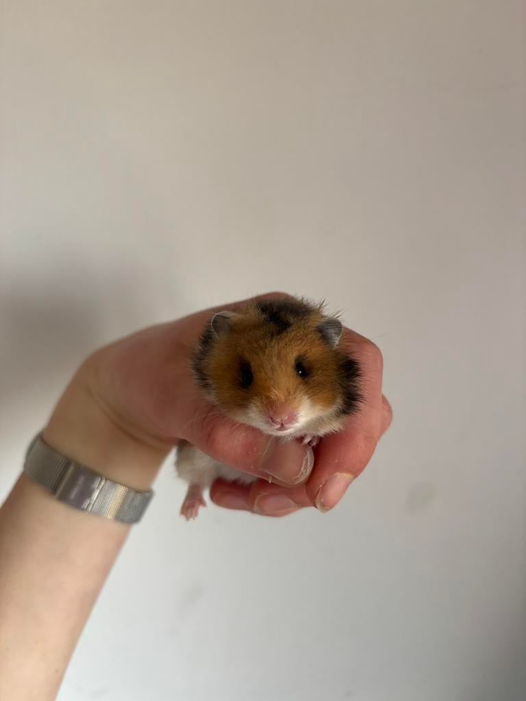 Jonge langharige syrische hamsters, Dieren en Toebehoren, Knaagdieren, Meerdere dieren, Hamster, Maart, Tam