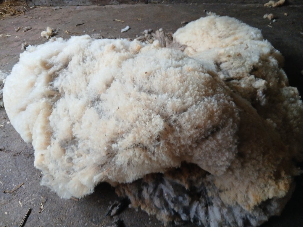 wol, vers geschoren schapenwol, Ophalen, Overige typen, Nieuw, Natuurlijk materiaal