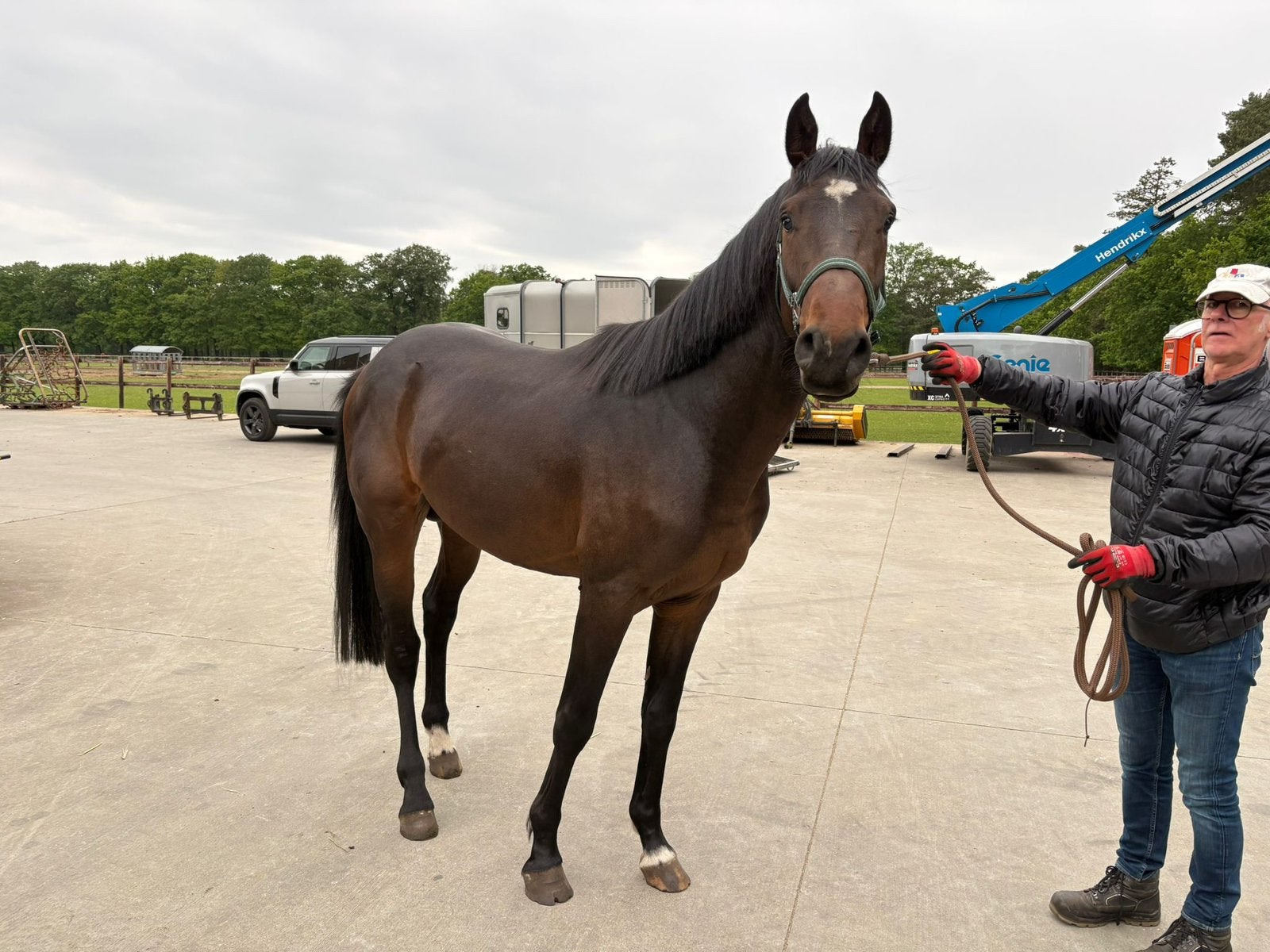 Te koop: 3-jarige hengst Chico - V: Côte d’or, Animaux & Accessoires, Chevaux, Étalon, Z, 170 à 175 cm, 3 à 6 ans, Cheval de saut