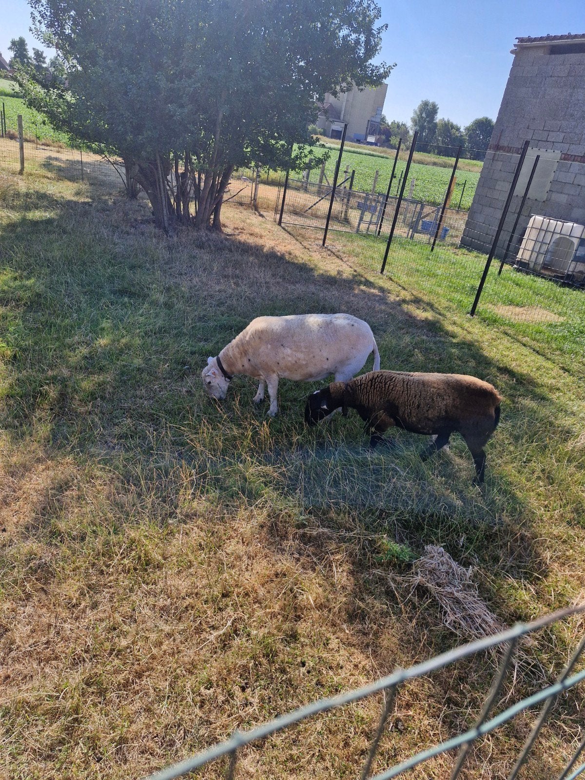 ooilam easy care x dorper  5 maand oud, Dieren en Toebehoren, Vrouwelijk, Schaap, 0 tot 2 jaar