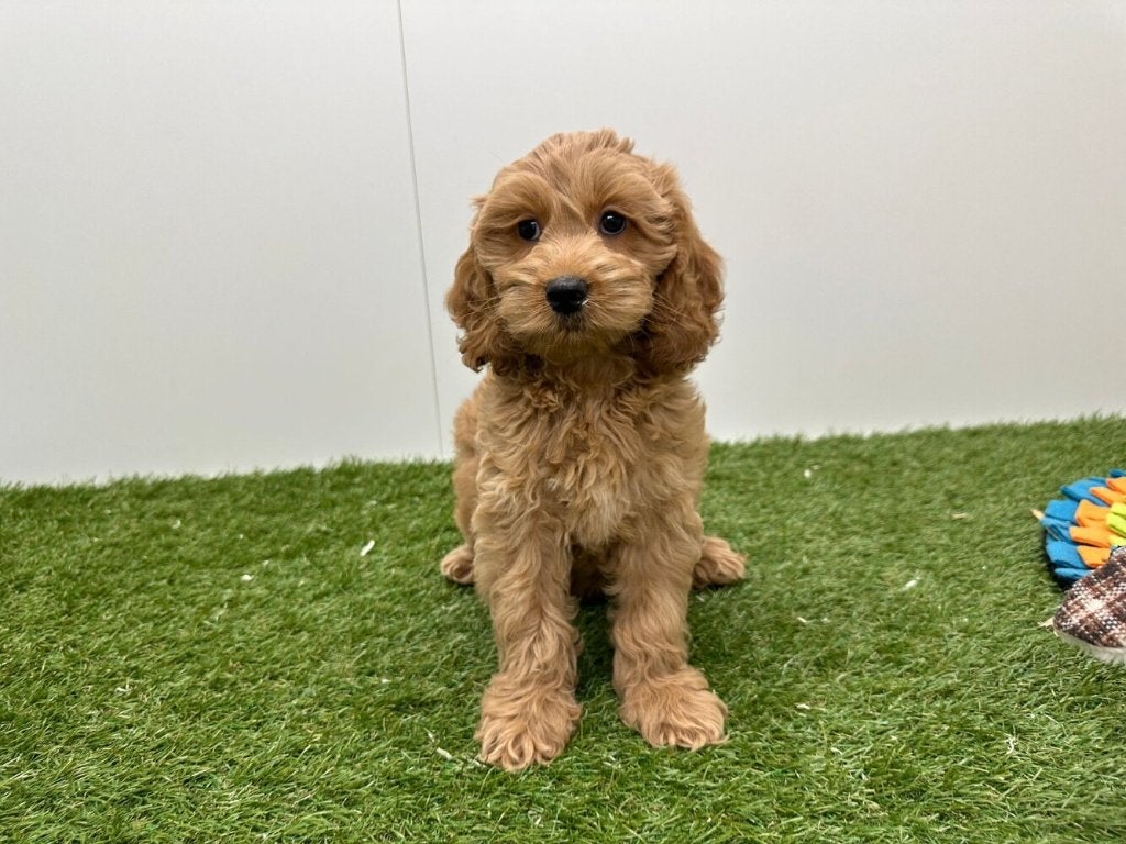 Chiots Cockapoo (F1)