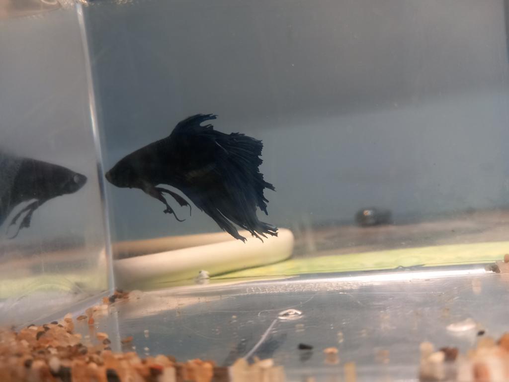 Betta man, Dieren en Toebehoren, Vissen | Aquariumvissen, Vis, Zoetwatervis
