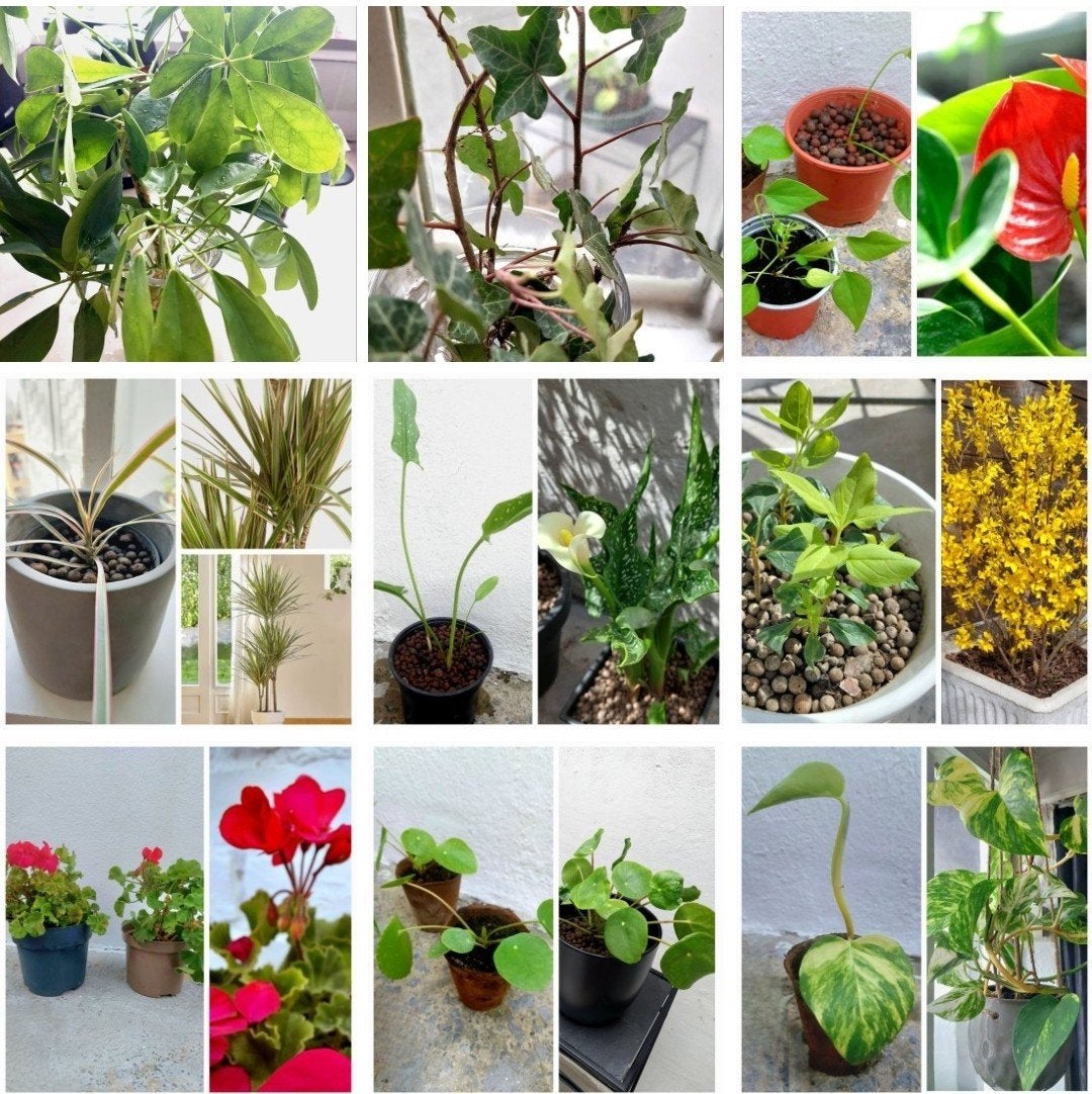 Lot boutures/plantes (intérieur/extérieur), Jardin & Terrasse, Enlèvement, Intérieur