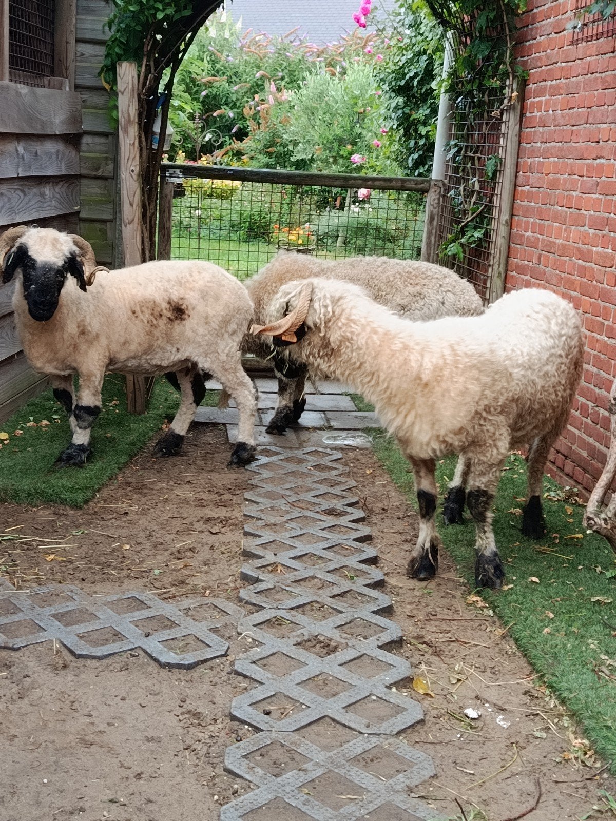 Joli trio de moutons Wallisser Schwarznase