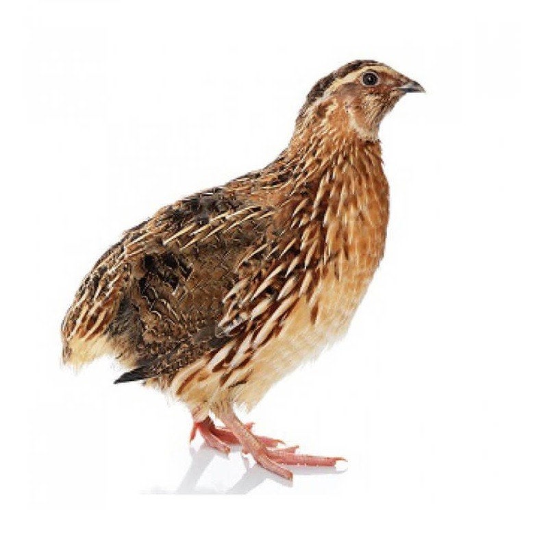 jumbo kwartels te koop, Dieren en Toebehoren, Meerdere dieren, Overige soorten