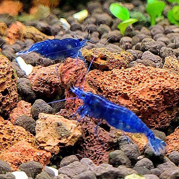 blue dream garnalen