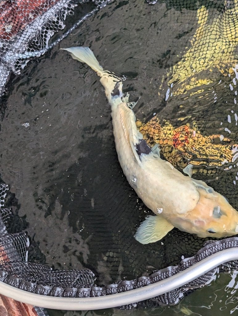 Koi, Dieren en Toebehoren, Vissen | Vijvervissen, Karper of Koi