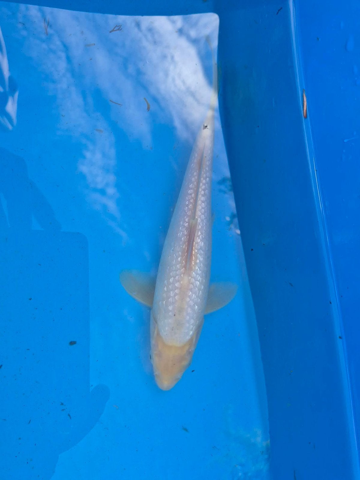 Ginrin karashigoi, Animaux & Accessoires, Poissons | Poissons d'étang