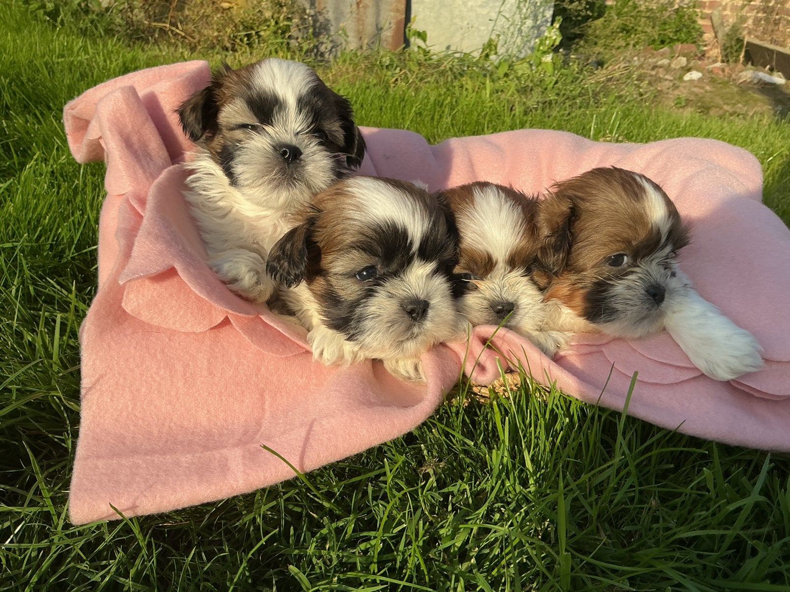 Shitzu pups, België, Particulier, Reu, 8 tot 15 weken