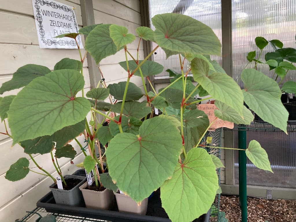 Tuinbegonia's in pot, Tuin en Terras, Ophalen, Bodembedekkers, Vaste plant, Halfschaduw