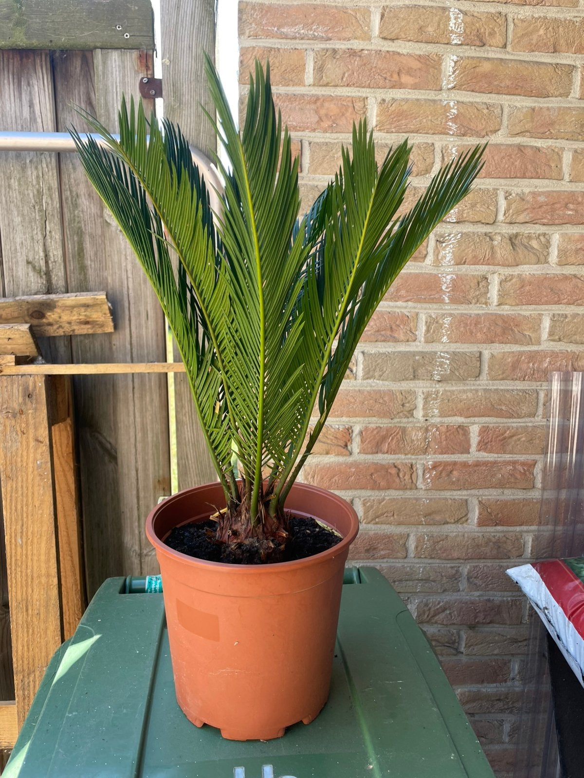 Cycas plant te denderbelle, Jardin & Terrasse, Plantes | Jardin, Enlèvement, Plante fixe, Autres espèces