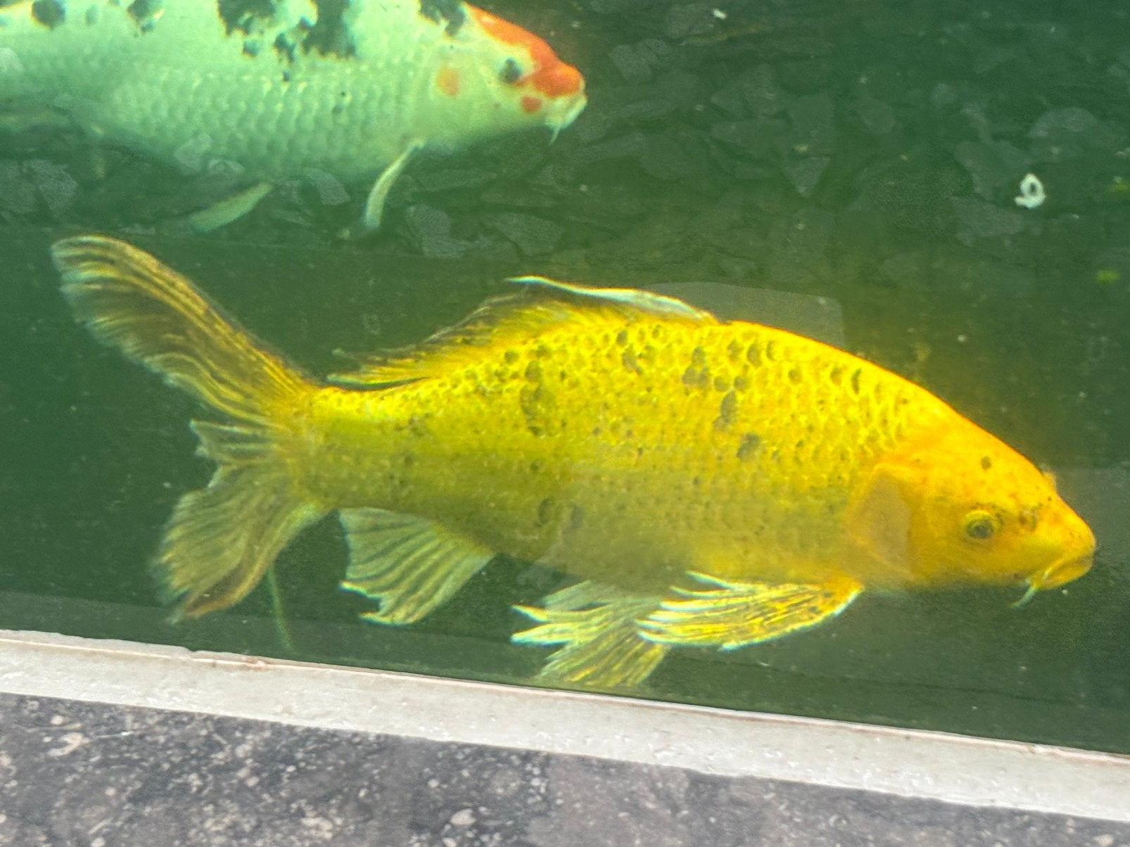 Koi