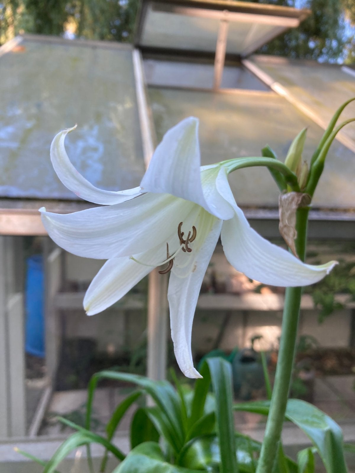 Crinum x Powellii wit en rood., Tuin en Terras, Bloembollen en Zaden, Ophalen