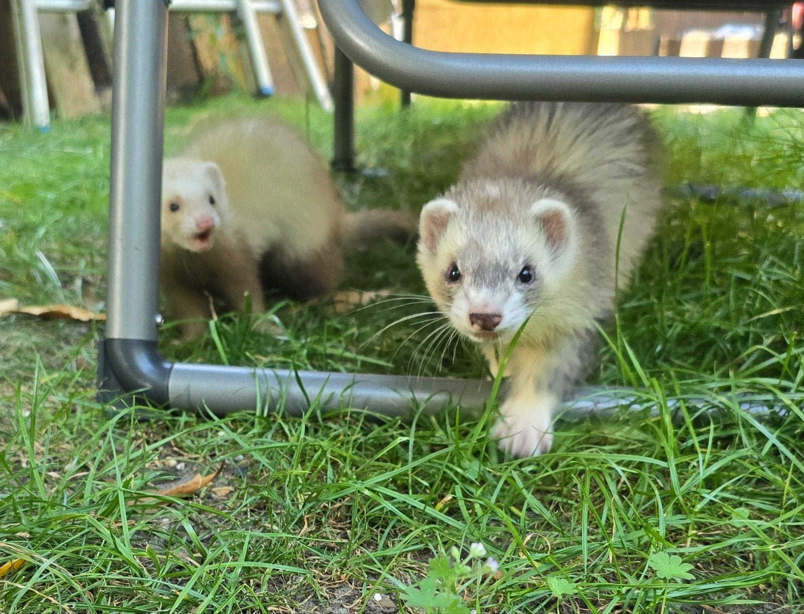 Koppel jonge fretjes, April, Meerdere dieren