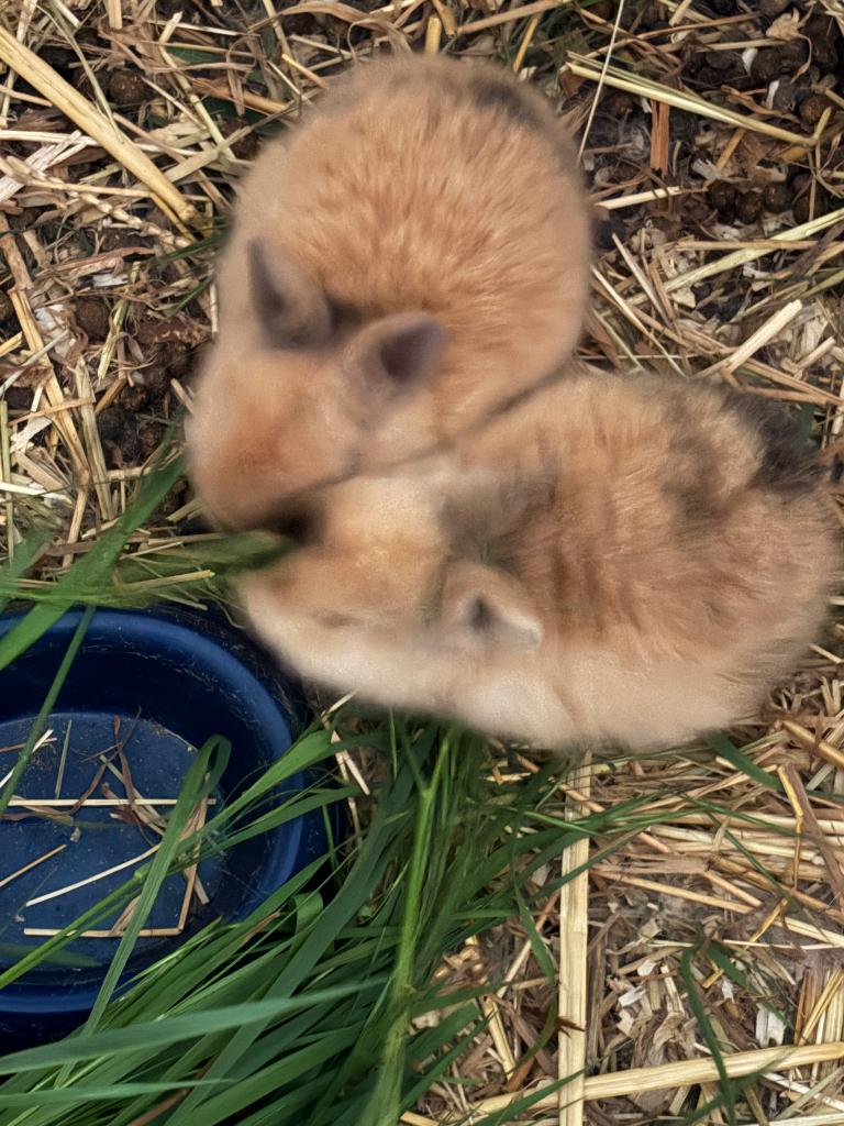 Konijn, Dieren en Toebehoren, Meerdere dieren, Middelgroot, 0 tot 2 jaar