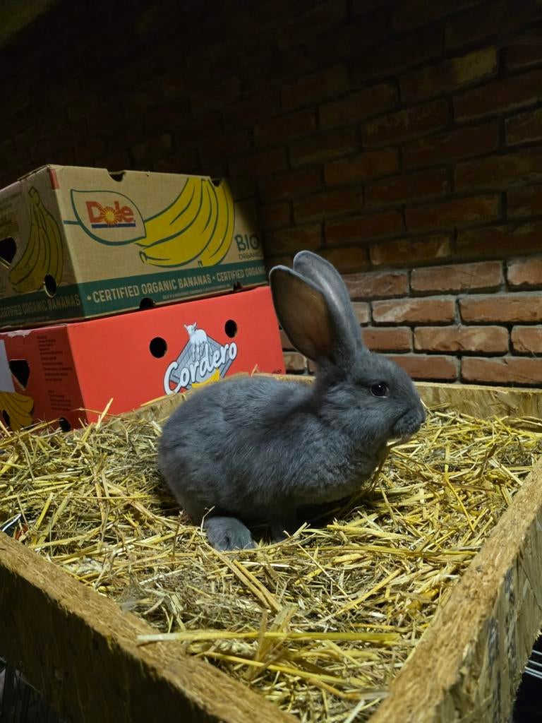 Blauwe vlaamse reus, Dieren en Toebehoren, Konijnen