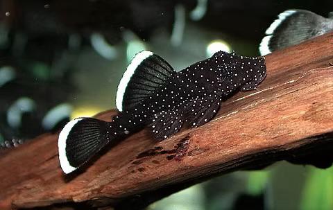L181 peppermint pleco