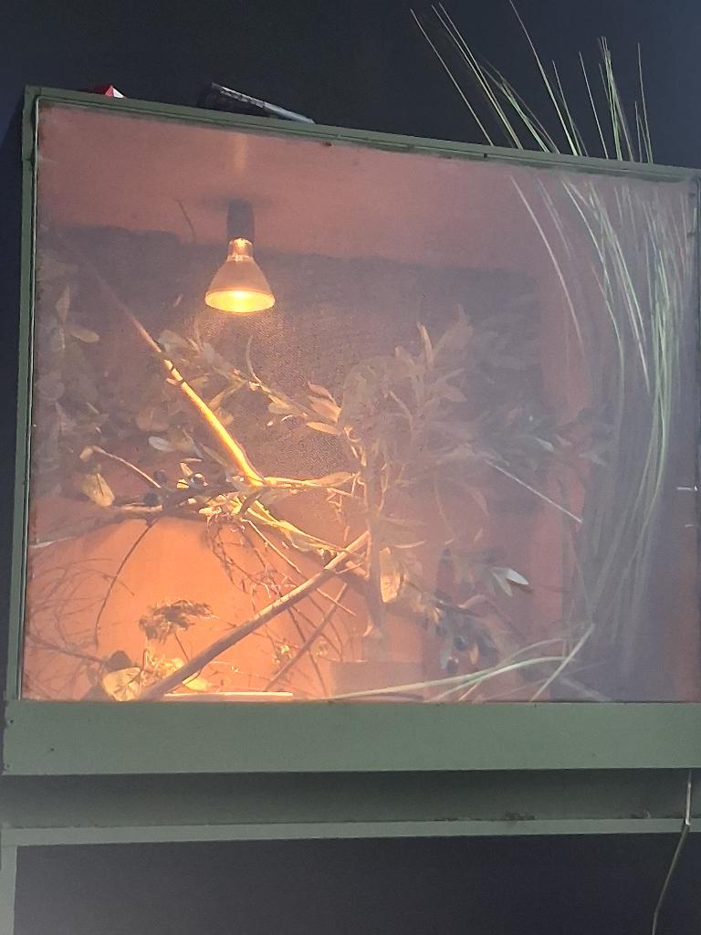 Kameleon, Hagedis, Met terrarium, 0 tot 2 jaar