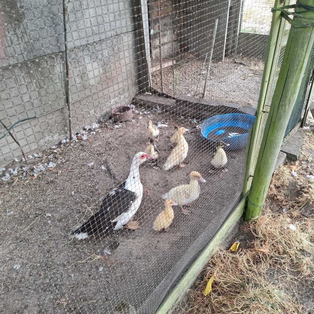 Te koop Barberie eend met 7 kuikens (4weken oud), Animaux & Accessoires, Animaux Autre, Juin, Plusieurs animaux