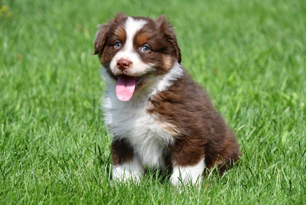 Chiots de berger australien à vendre - Les parents présents, Animaux & Accessoires, Chiens | Bergers & Bouviers, Chien (mâle)