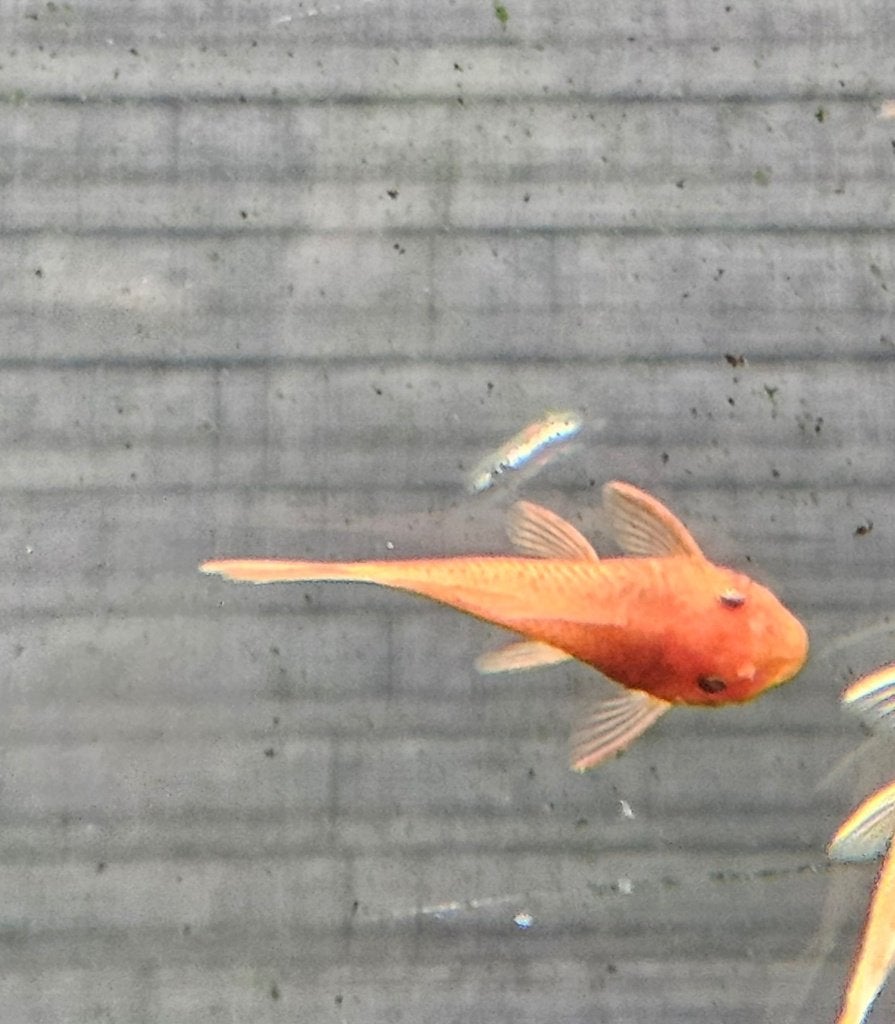 Shortfin rouge Ancistrussen, Animaux & Accessoires, Poissons | Poissons d'aquarium, Poisson d'eau douce, Poisson