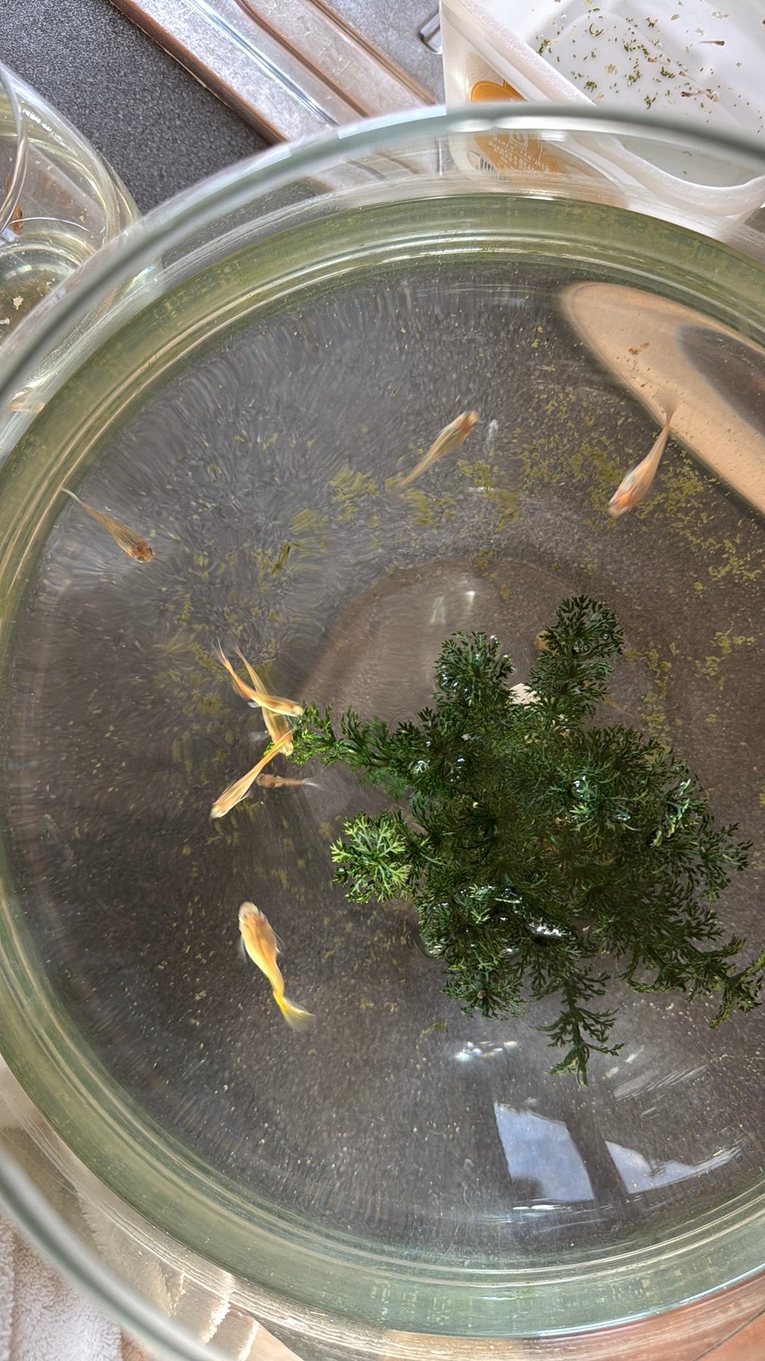 Guppies, Dieren en Toebehoren, Vis, Zoetwatervis