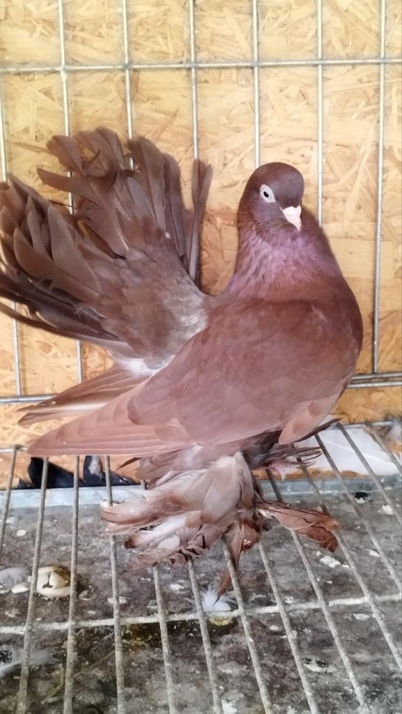pigeon Rostov, Enlèvement