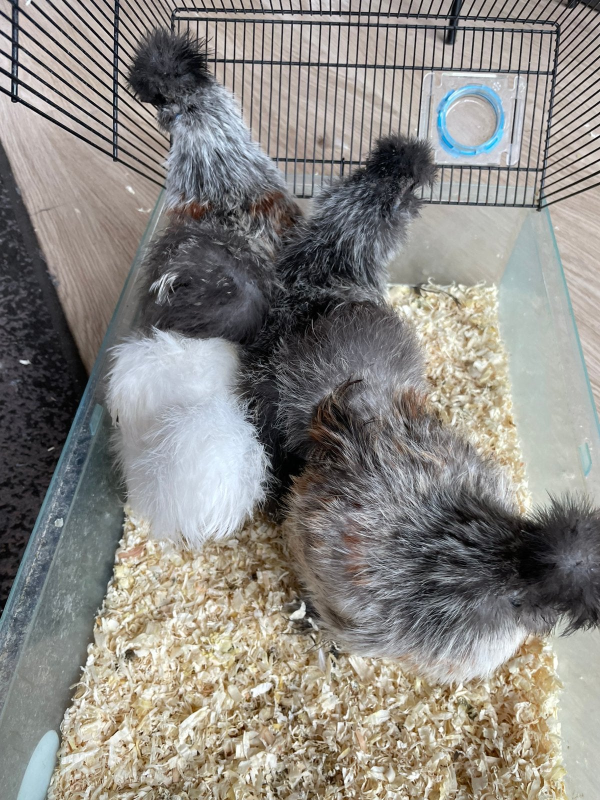 Zijdehoen hanen februari 26, Mâle, Poule ou poulet