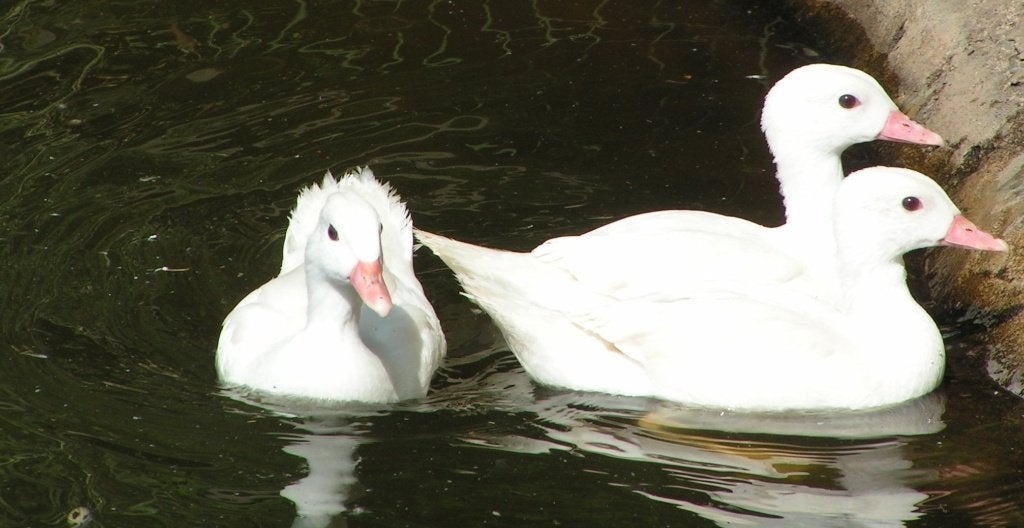 canards mandarins blancs, Animaux & Accessoires, Volatiles, Plusieurs animaux, Canard