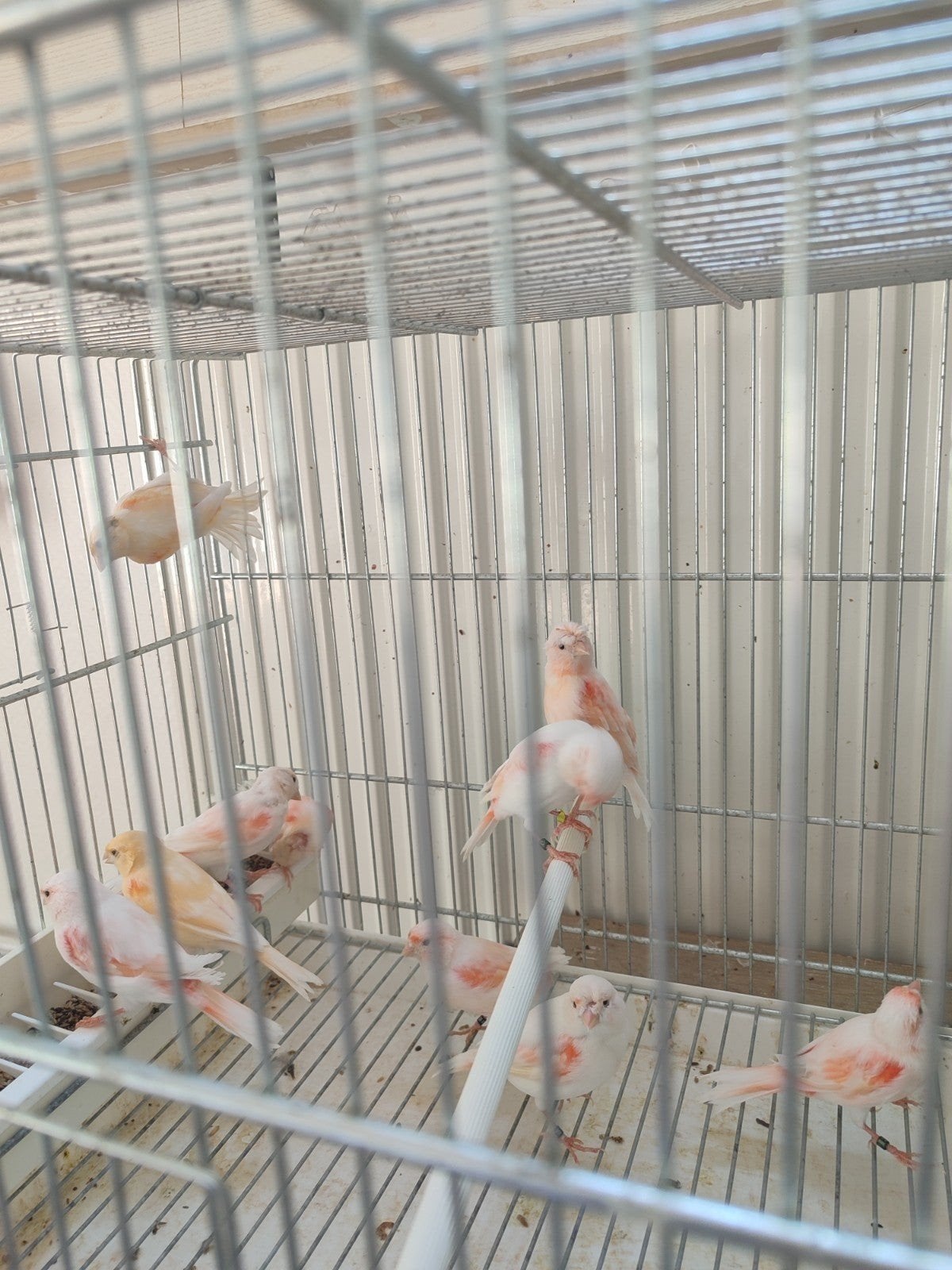femelle canari mosaïque rouge 2026 25€piece, Enlèvement