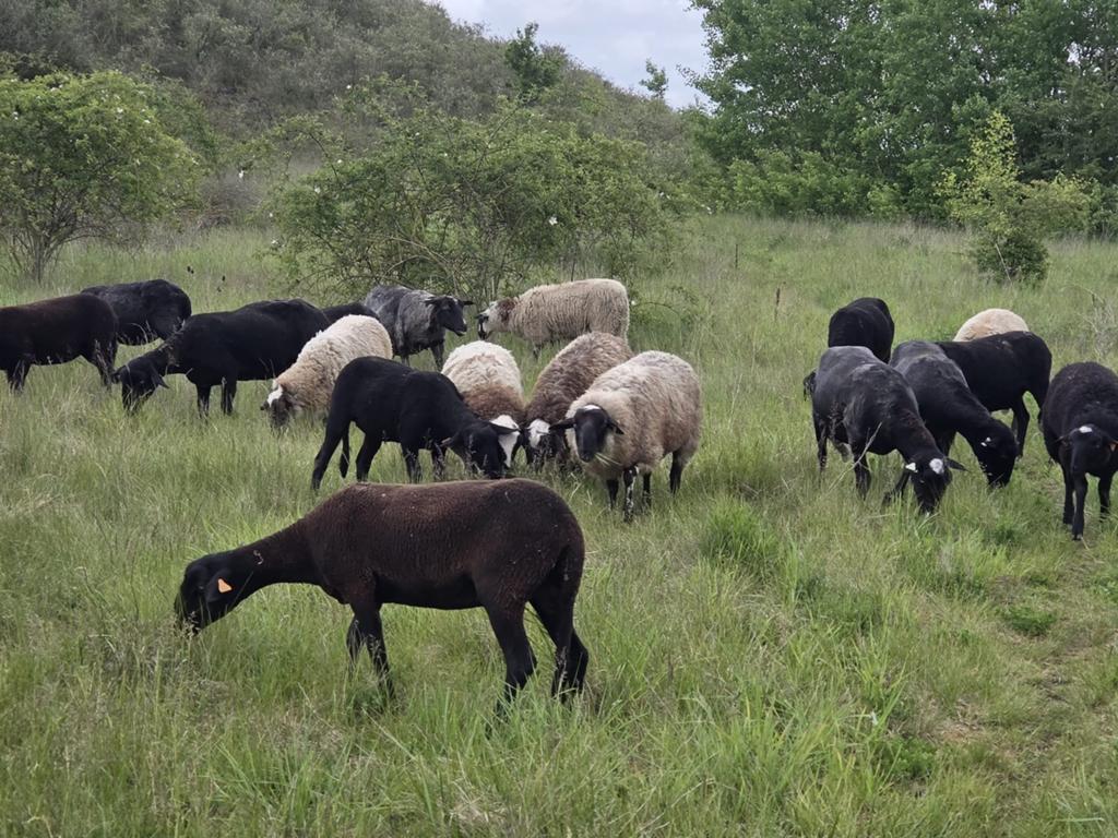 Agneau 8 mois a vendre, Mâle
