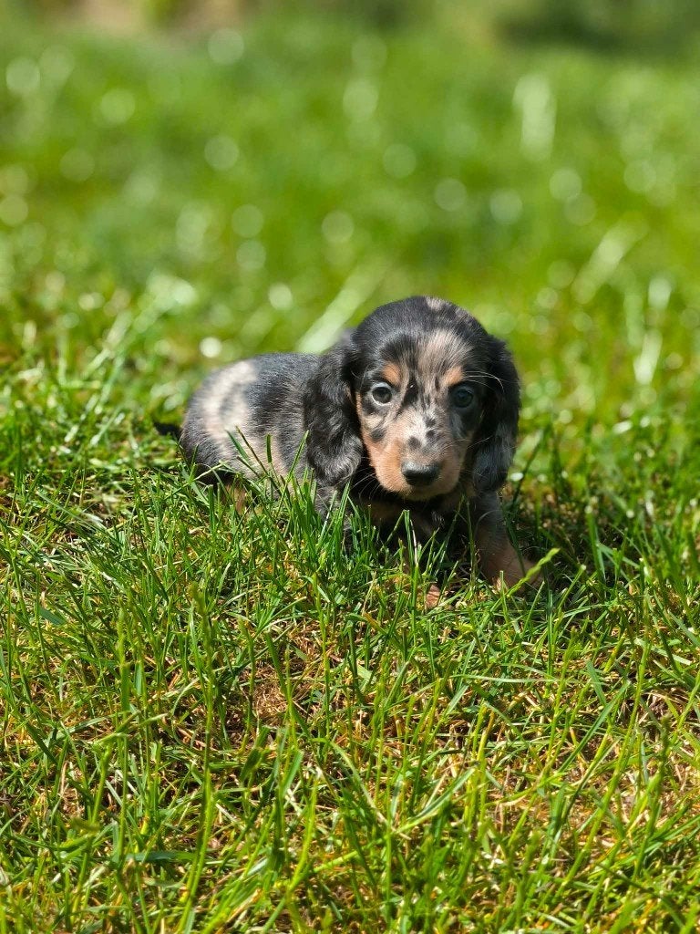 de magnifiques chiots teckels sont nés chez nous ! !, Animaux & Accessoires, Poils longs, Plusieurs, Nain, Hépatite contagieuse (maladie de Rubarth)