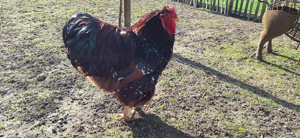 Wyandotte rood / porseline, Dieren en Toebehoren, Pluimvee, Kip