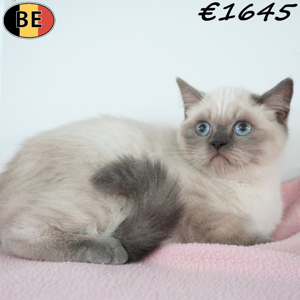 chatons British Shorthair à vendre (Colorpoint & Chinchilla), Plusieurs animaux, Avec puce électronique, 0 à 2 ans
