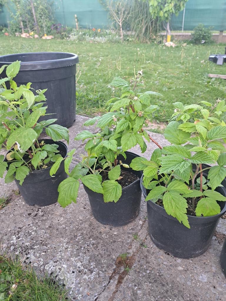 Framboos planten in pot, Tuin en Terras, Planten | Tuinplanten, Ophalen, Vaste plant, Halfschaduw, Fruitplanten