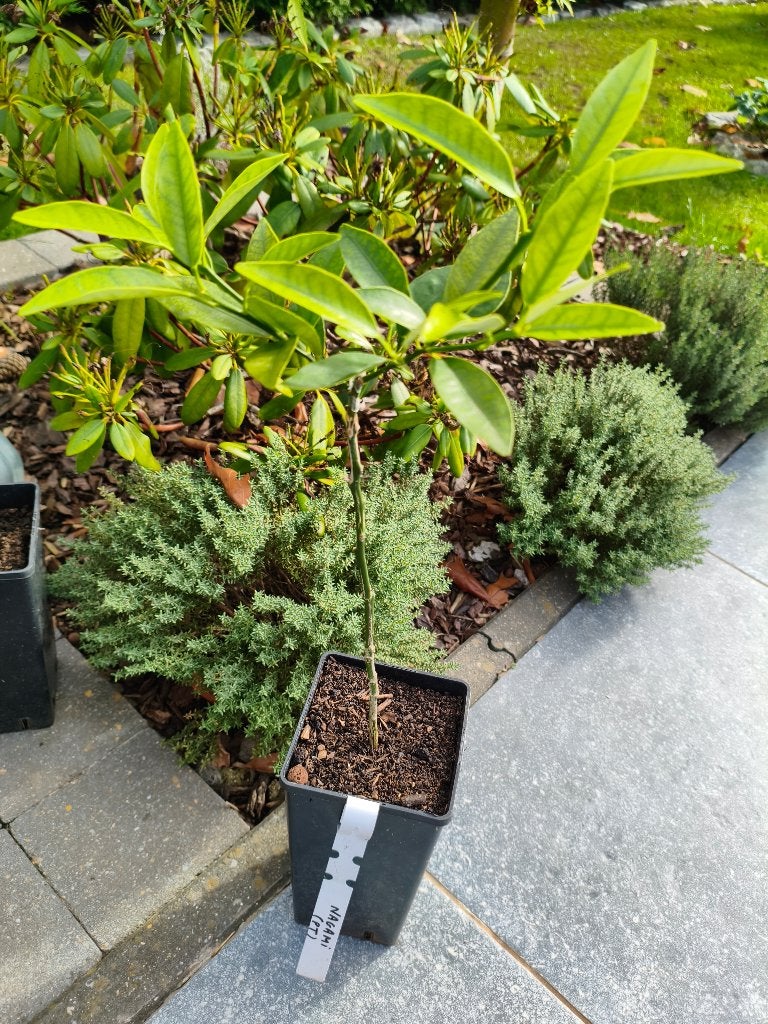 Kumquat nagami sur poncirus, Enlèvement
