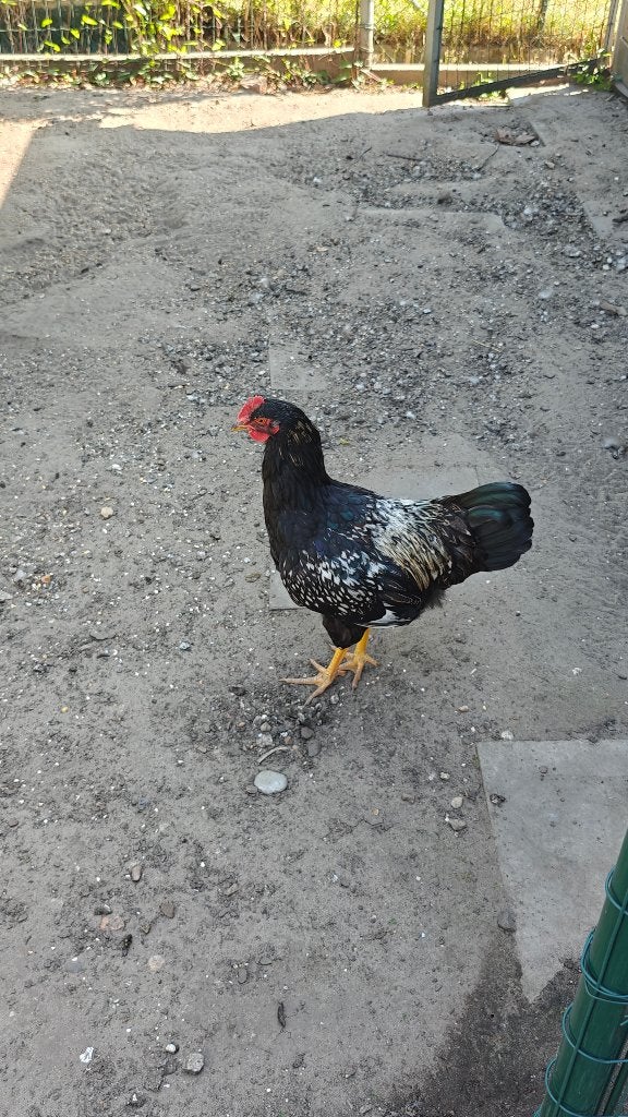 4 hanen, marans, barnevelder, ...5 euro / haan