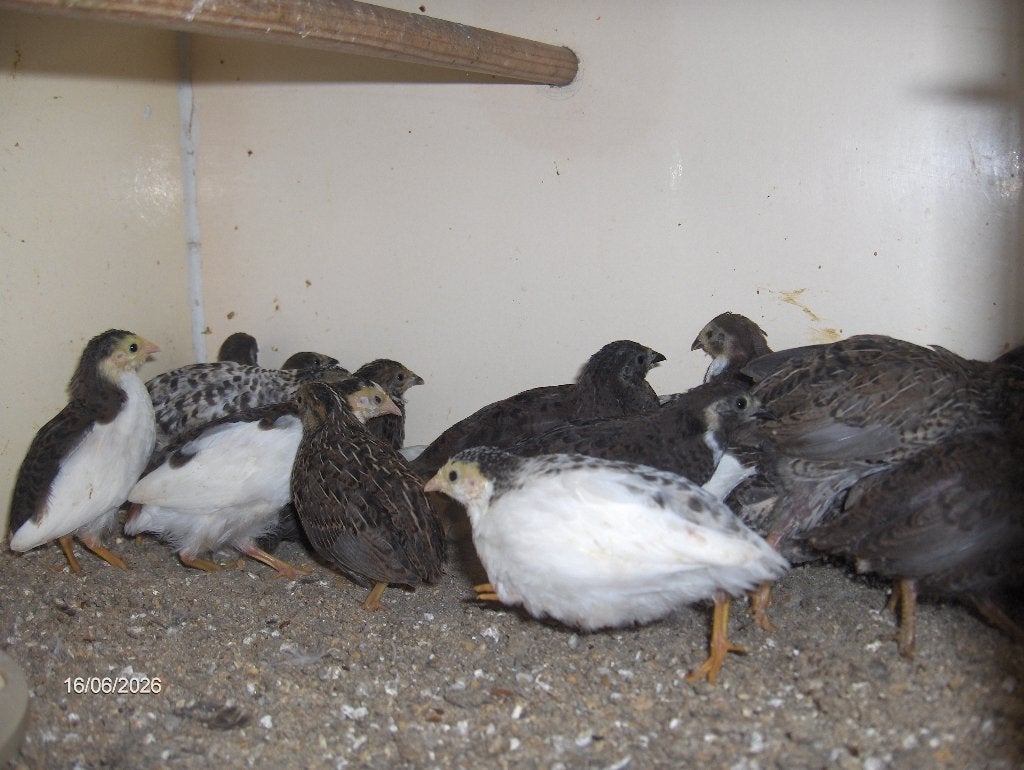 Chinese dwergkwartels, Dieren en Toebehoren, Meerdere dieren, Wildzangvogel