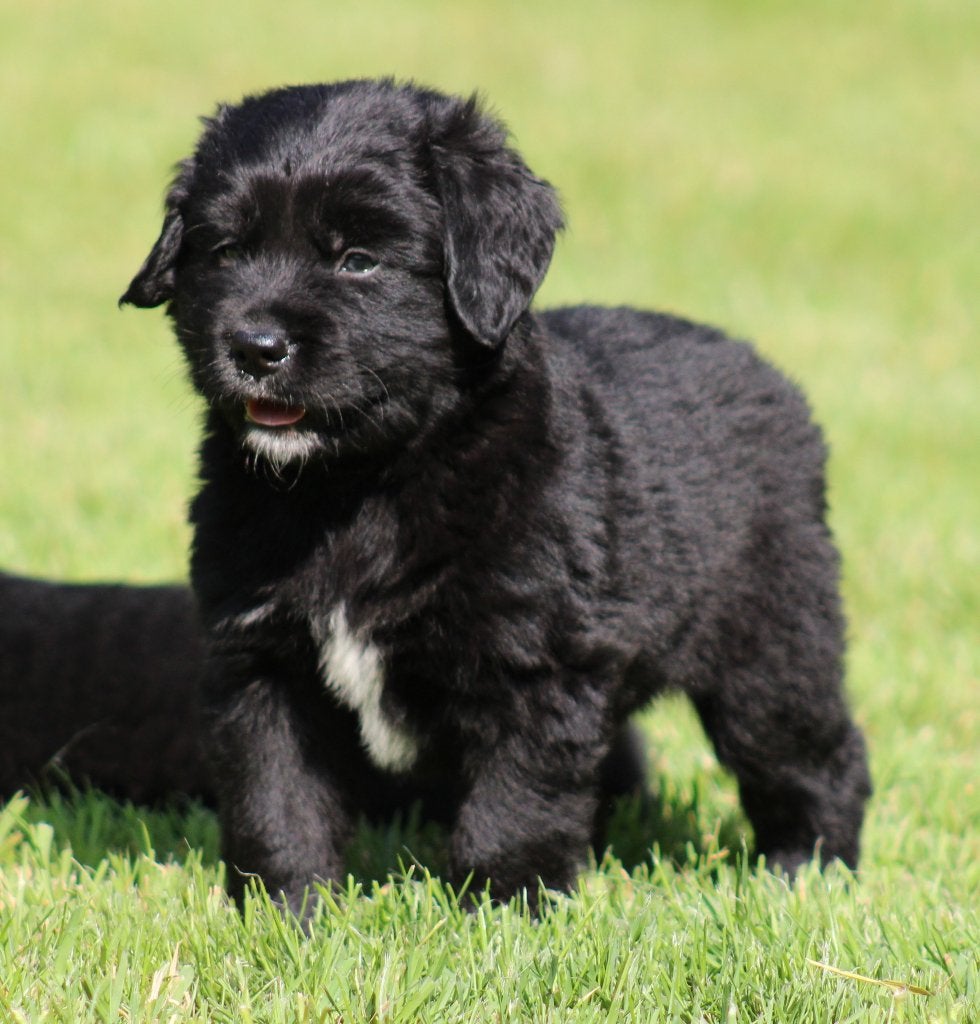 Boulab pups (Labrador x Berner Sennen), Dieren en Toebehoren, België, CDV (hondenziekte), 8 tot 15 weken, Labrador retriever