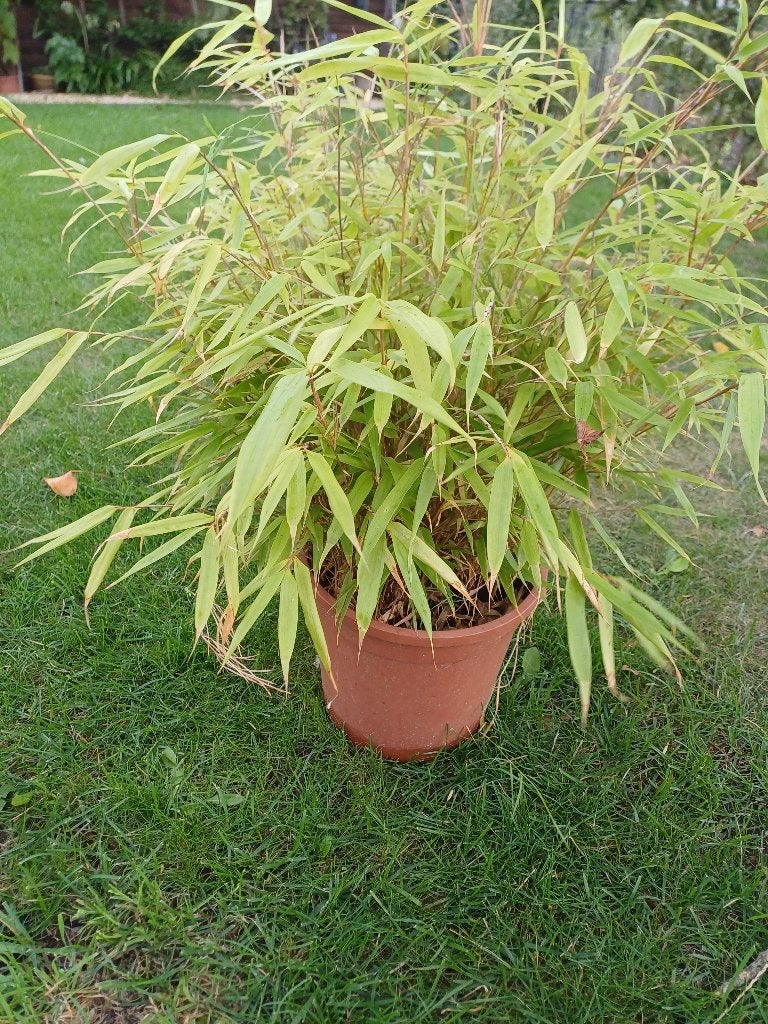 1 fargesia rufa, Ophalen, Minder dan 100 cm
