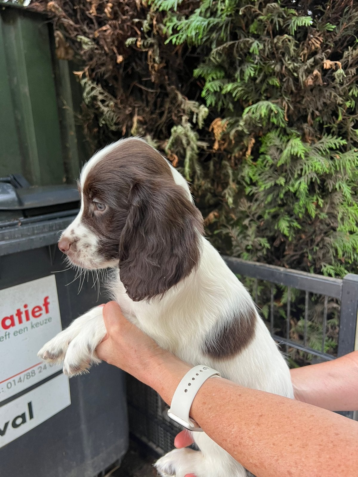 Mooie Engelse springer spaniël x working cocker pups, Animaux & Accessoires, Chiens | Retrievers, Épagneuls & Chiens d'eau, Maladie de Carré (chiens)