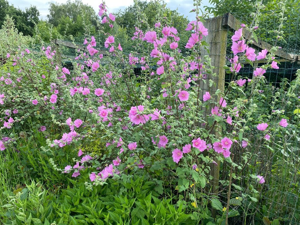 Lavatera Rosea, Ophalen, Vaste plant