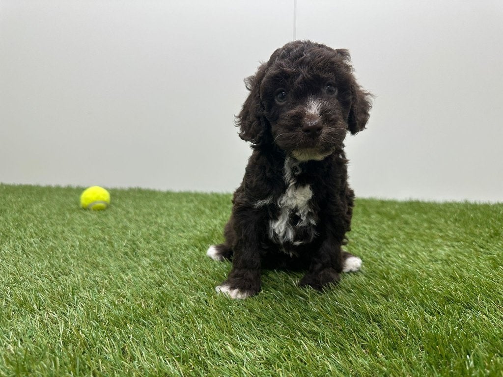 Nestje Cockapoo, België, 15 weken tot 1 jaar, Overige rassen, CDV (hondenziekte)