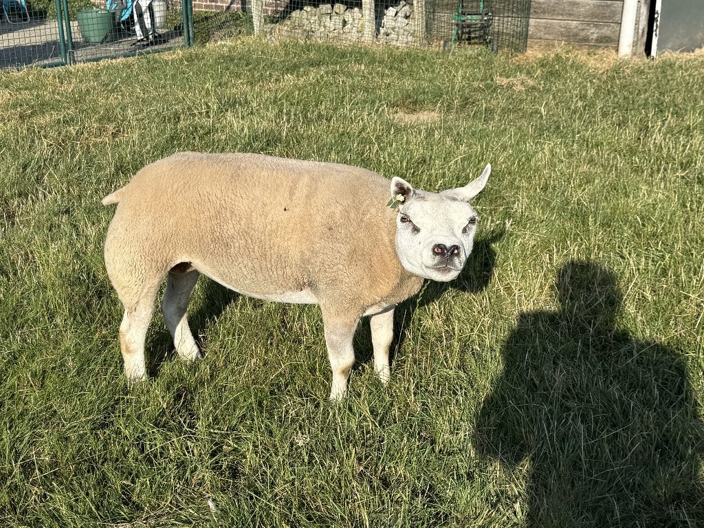 jonge texel ooien, Vrouwelijk, Schaap, 0 tot 2 jaar