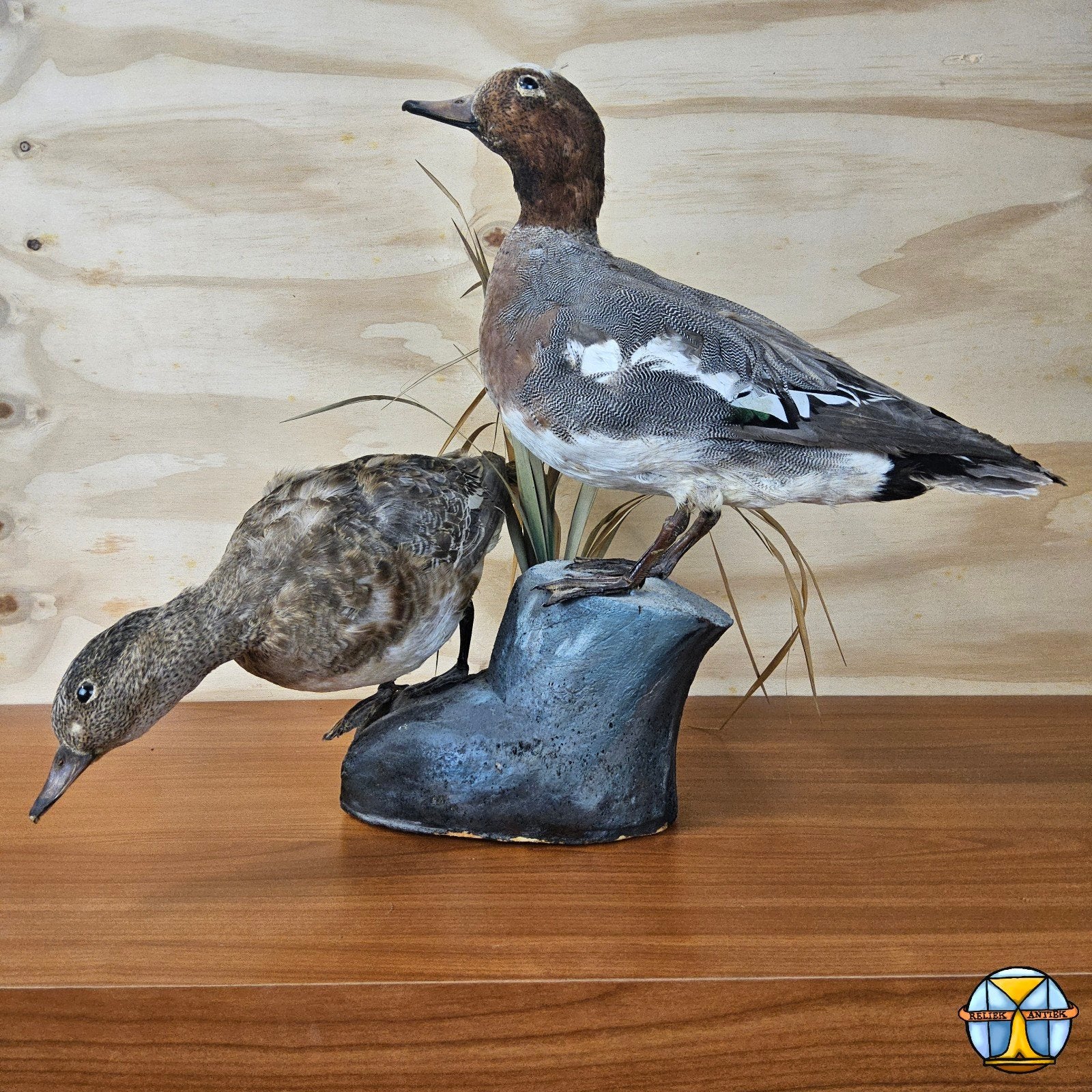 Canards et canards bien garnis, mâles et femelles, Collections, Enlèvement ou Envoi, Comme neuf, Oiseaux, Animal empaillé