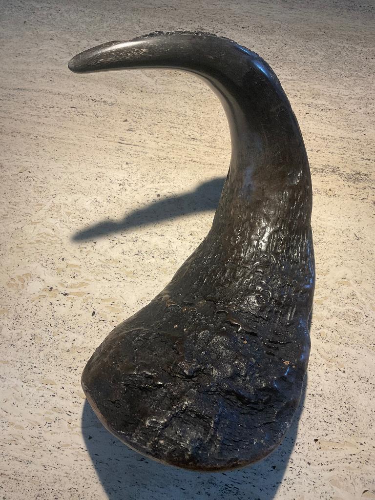 Bewerkte buffelhoorn uit Congo, Ophalen of Verzenden