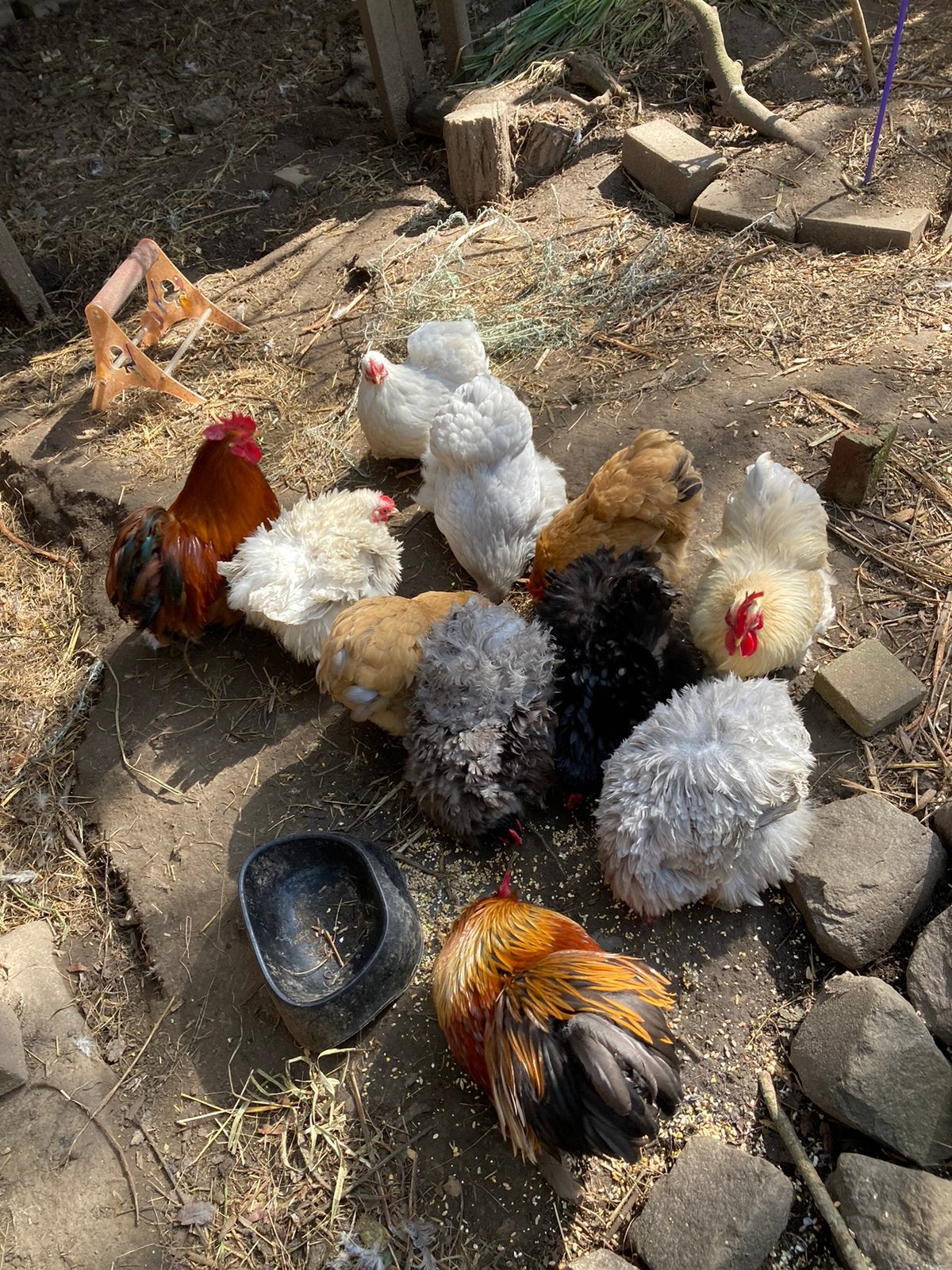 Koppeltje cochin kriel, Dieren en Toebehoren, Pluimvee