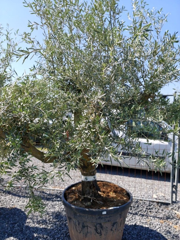 Olijfboom oud, Tuin en Terras, Ophalen, Olijfboom