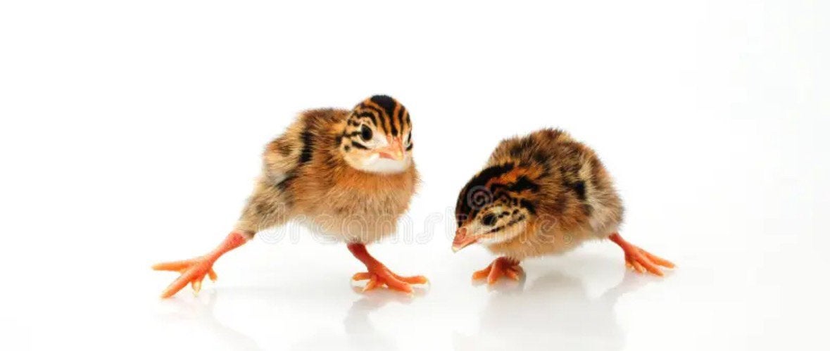 Parelhoenkuikens (1dag oud), Meerdere dieren, Overige soorten